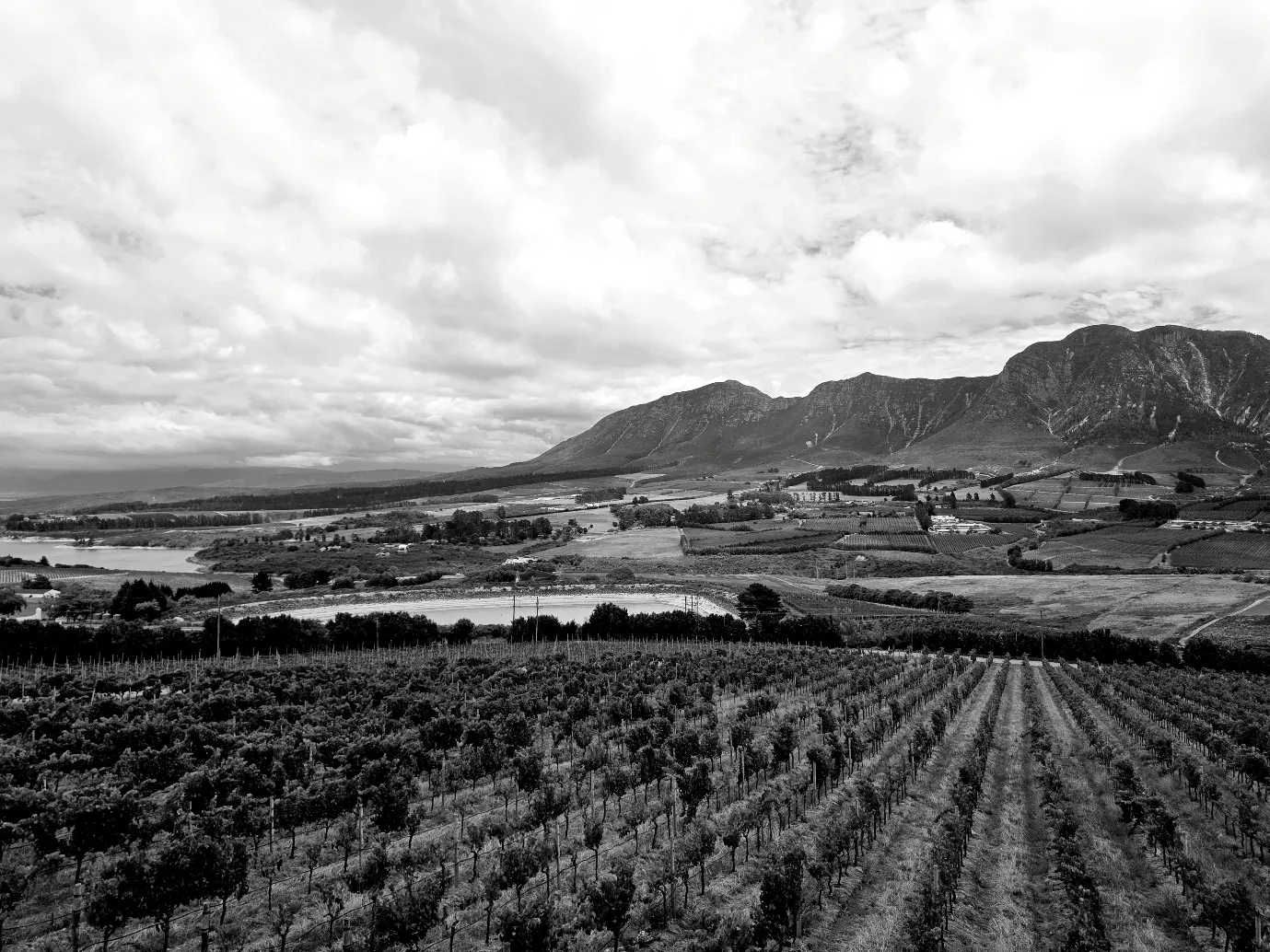 Vine rows running toward mountains in South Africa