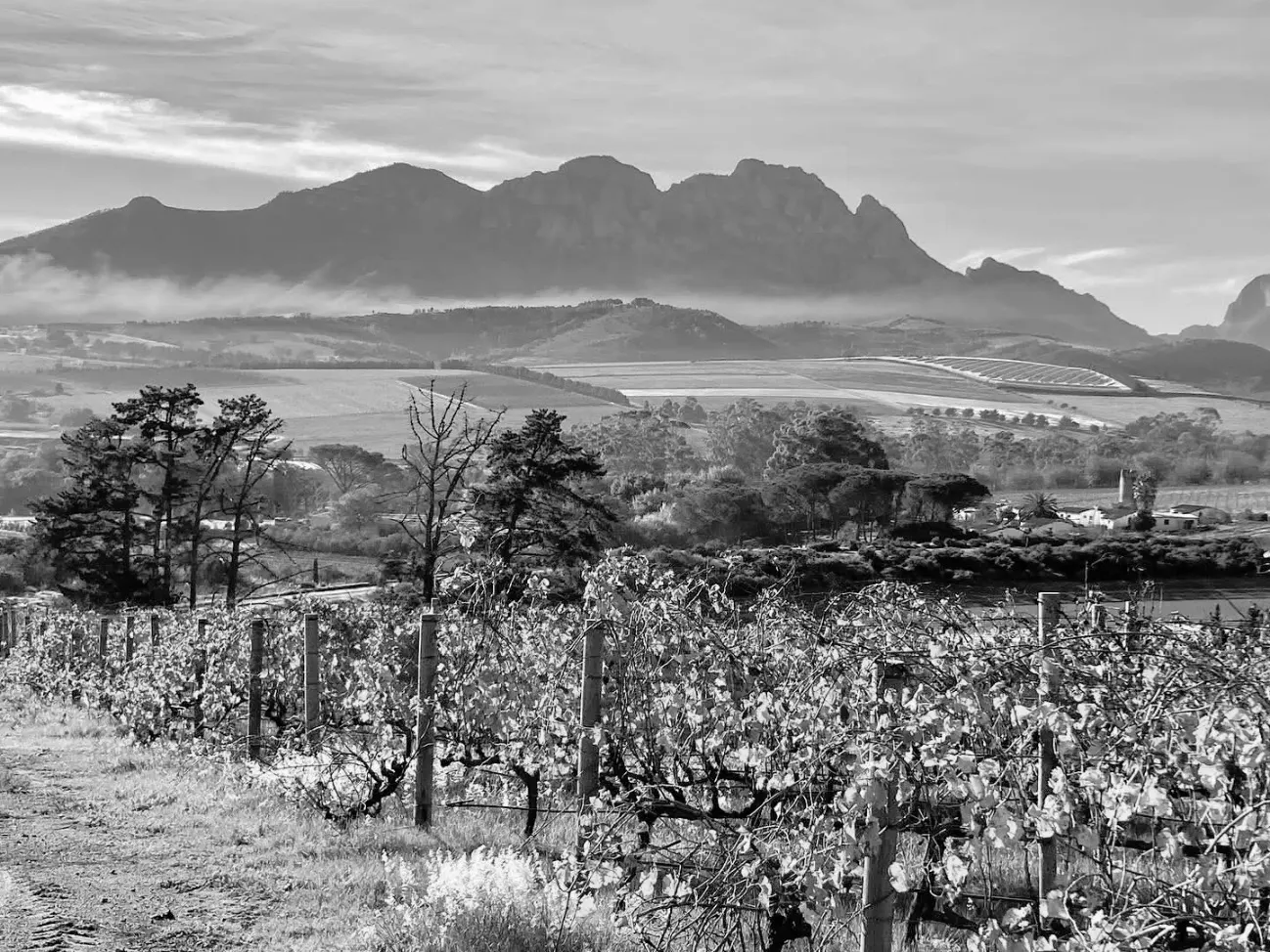 Vines in the foreground with mountains beyond